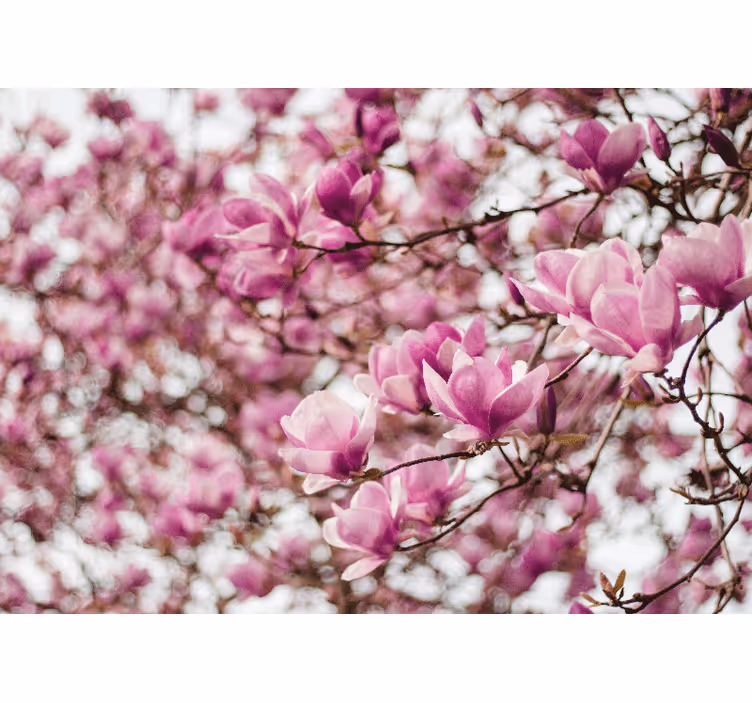 Fototapeta w magnolie kwiaty magnolii na tle - TenStickers