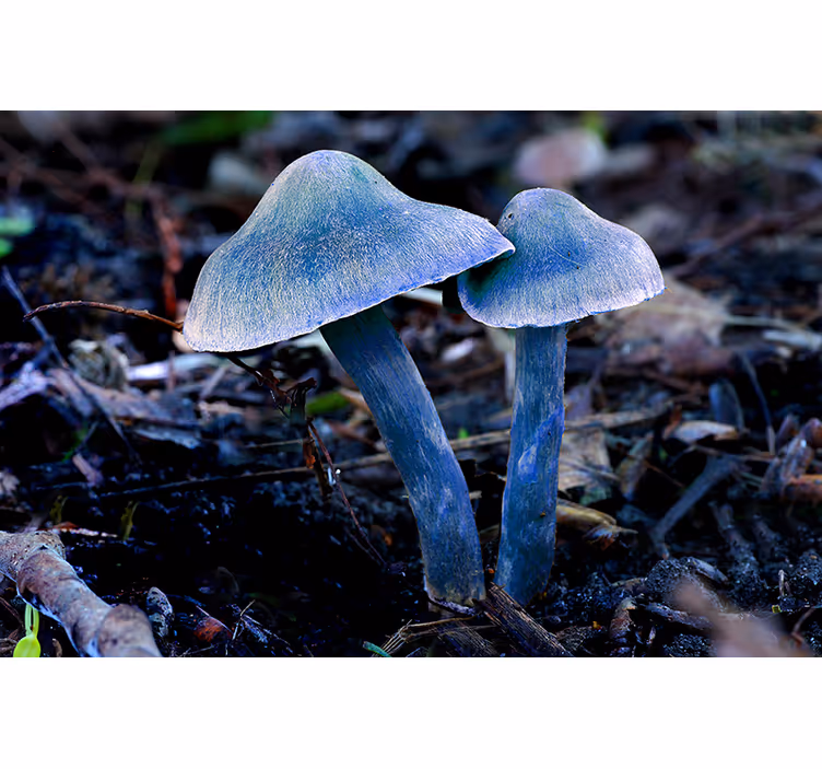 Fototapeta natura unikalne formy grzybów - TenStickers