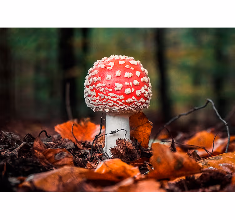 Fototapeta natura czerwony grzyb muchomor - TenStickers