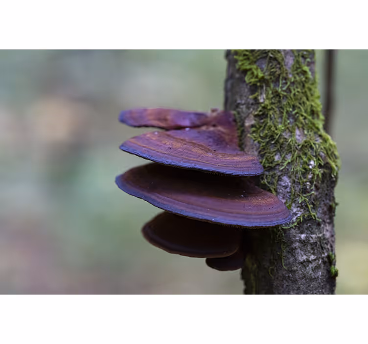 Fototapeta natura szczegóły wzrostu grzybów - TenStickers