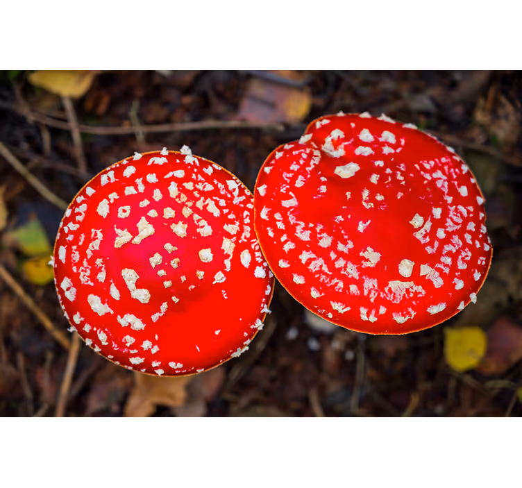 Fototapeta natura czerwone kapelusze grzybów - TenStickers