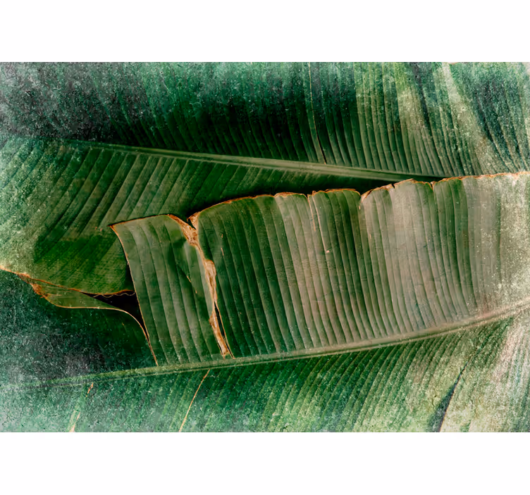 Fototapeta natura kolorowe liście w warstwach - TenStickers