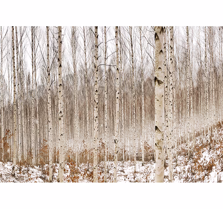 Fototapeta las w śnieżnym lesie brzozowym - TenStickers