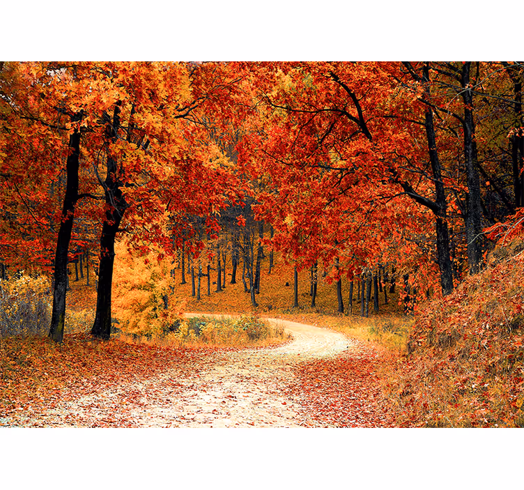 Tapetya natura Ścieżka leśna jesienią - TenStickers