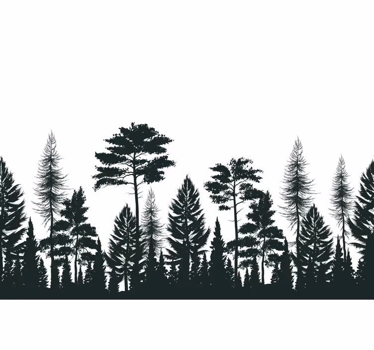 Fototapeta natura silhouette wiecznie zielonych drzew - TenStickers