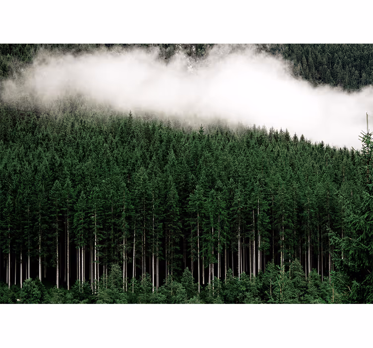 Fototapeta natura malowniczy krajobraz lasu - TenStickers