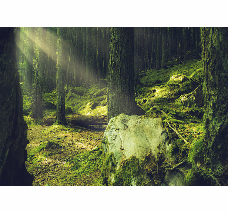 Tapetya natura promienie słońca przez drzewa - TenStickers