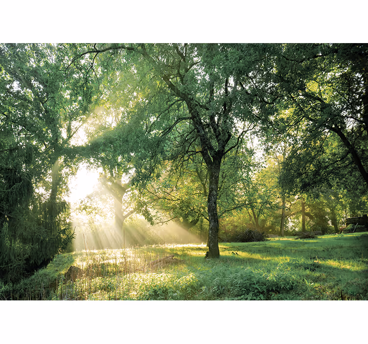 Fototapeta natura spokojny słoneczny las - TenStickers