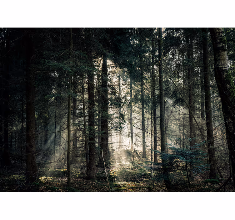 Fototapeta natura spokojny widok na las - TenStickers