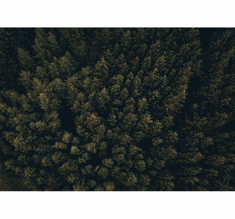 Fototapeta natura gęsty zielony daszek - TenStickers