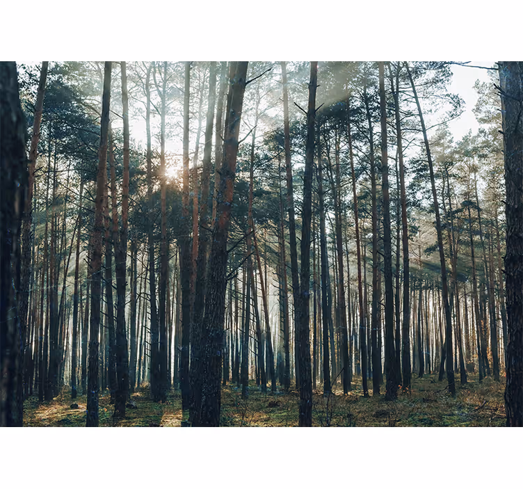 Fototapeta las urokliwy sosnowy gaj - TenStickers