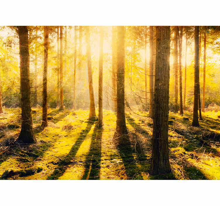 Fototapeta natura słoneczny leśny krajobraz - TenStickers