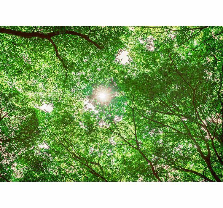 Fototapeta natura widok z korony drzew - TenStickers
