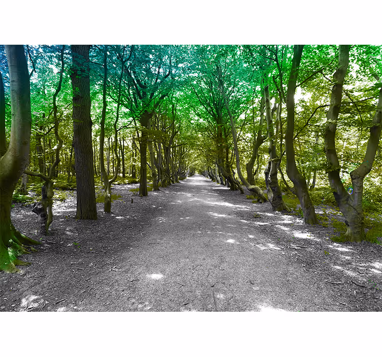 Fototapeta natura Ścieżka w bujnych drzewach - TenStickers