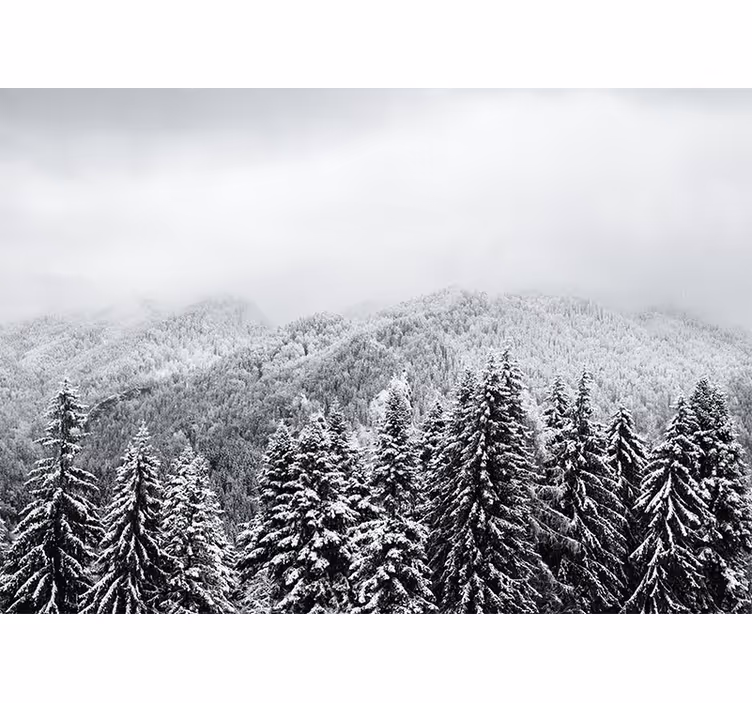 Fototapeta natura zimowy krajobraz leśny - TenStickers