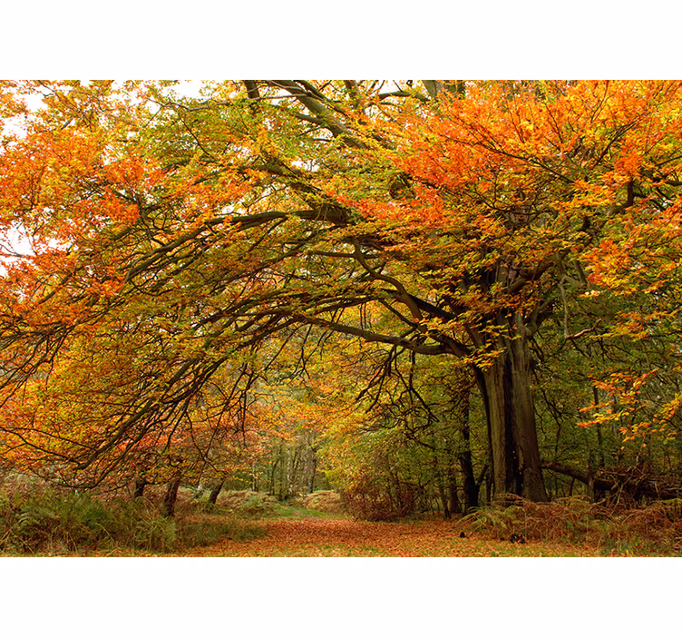 Fototapeta natura piękny las jesień - TenStickers