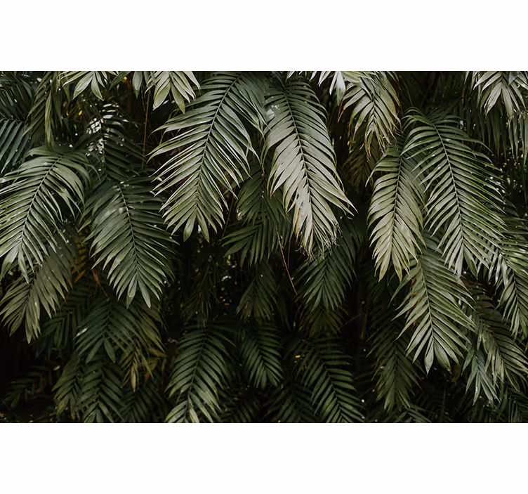 Fototapeta natura tropikalna zieleń - TenStickers