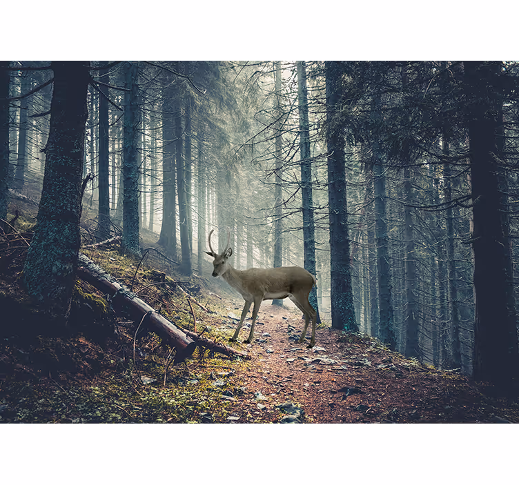 Fototapeta las z jeleniem w lesie - TenStickers