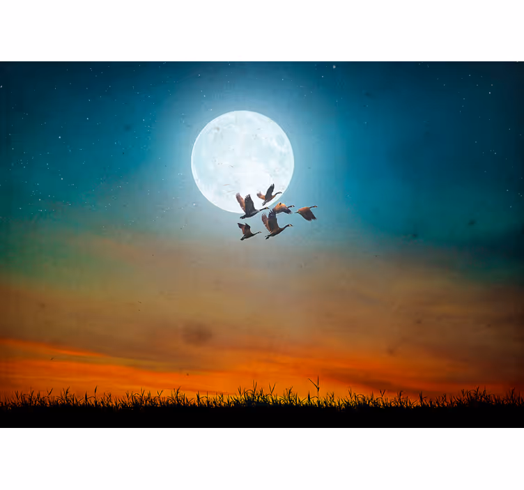Fototapeta natura księżycowe niebo flock - TenStickers