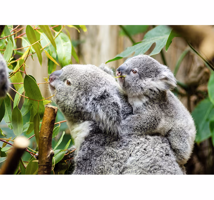 Fototapeta zwierzęta koala na drzewie - TenStickers