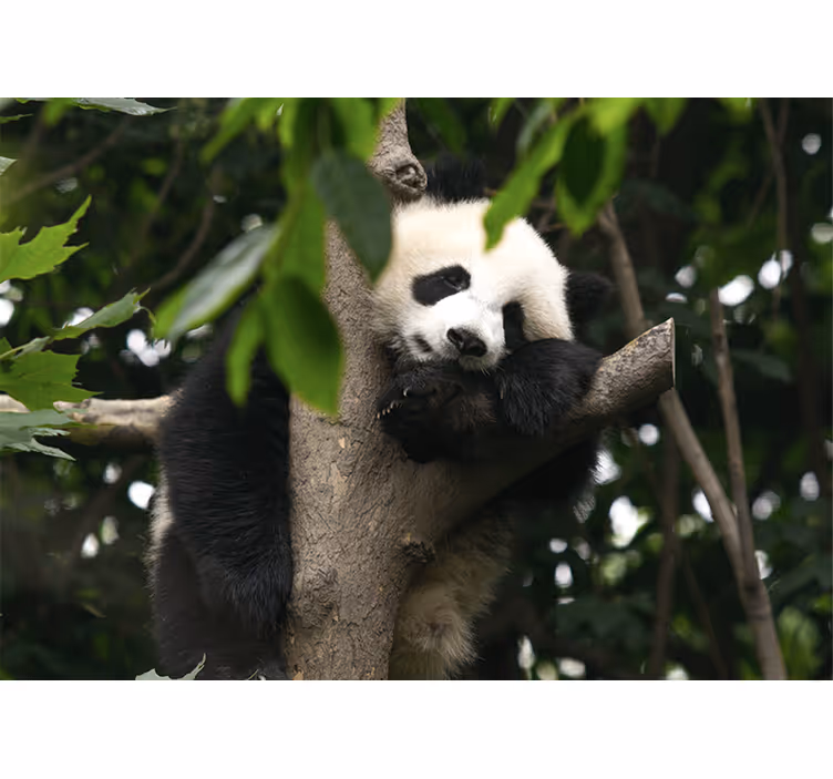 Fototapeta zwierzęta panda na drzewie - TenStickers
