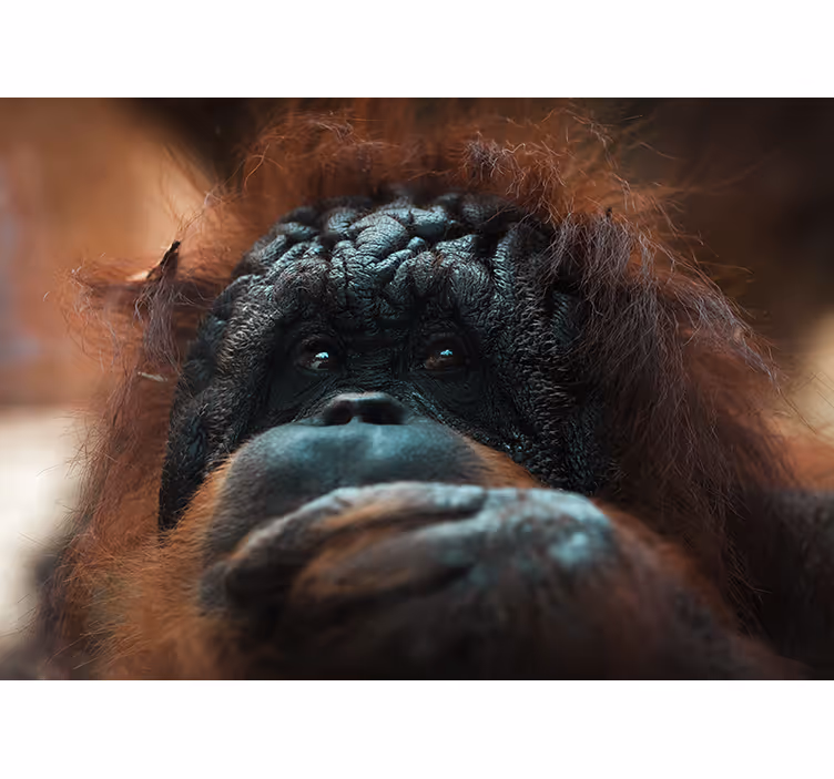 Fototapeta zwierzęta zamyślony wzrok orangutana - TenStickers