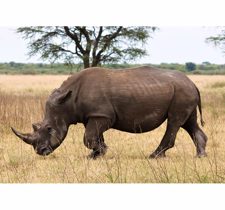 Fototapeta zwierzęta nosorożec na serengeti - TenStickers