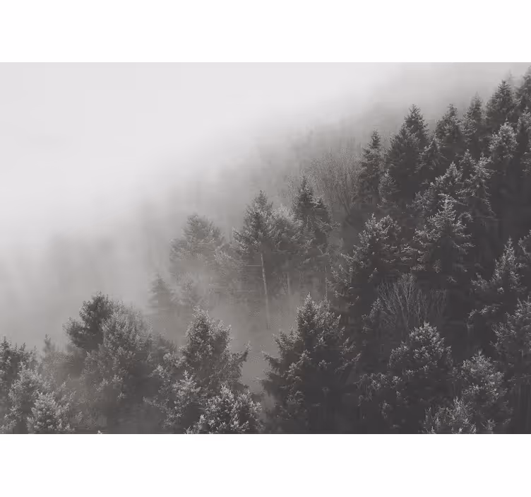 Fototapeta las w mglistym krajobrazie sosnowym - TenStickers