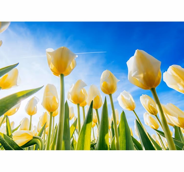 Fototapeta w tulipany nasłonecznione pole - TenStickers