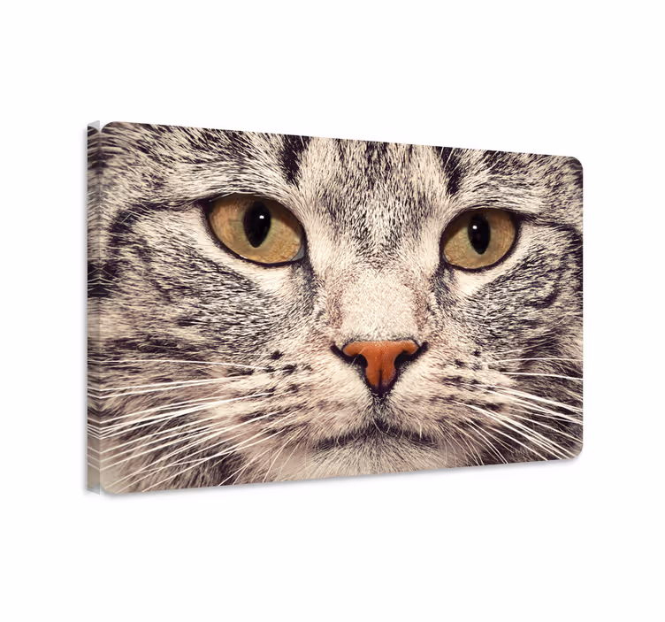 Obraz koty naklejka na laptop z twarzą kota - TenStickers