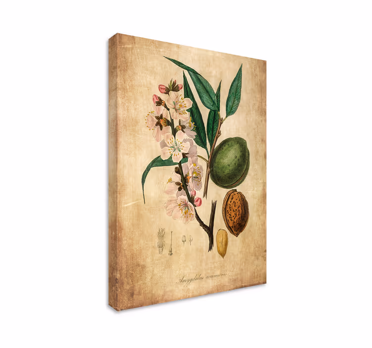 Obraz kwiaty ilustracja botaniczna - TenStickers