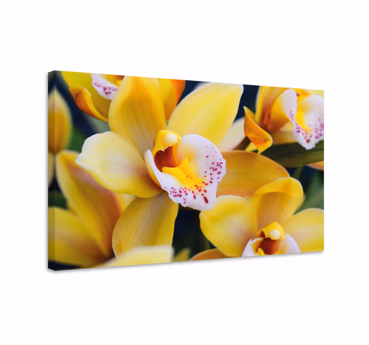 Obraz kwiaty i rośliny kwitnące orchidee - TenStickers
