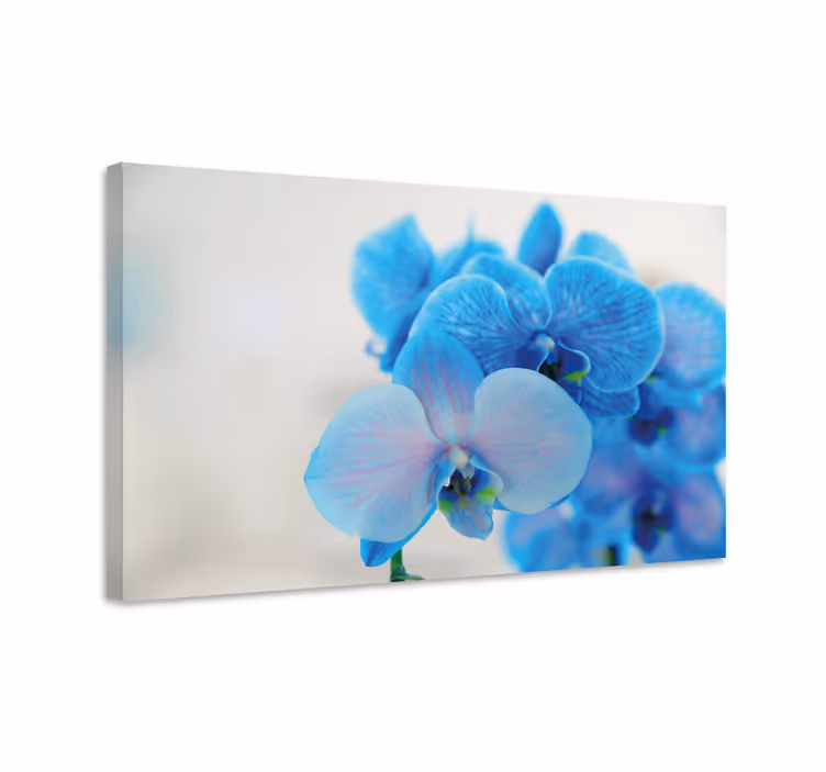 Obraz kwiaty i rośliny kwiaty niebieskich orchidei - TenStickers