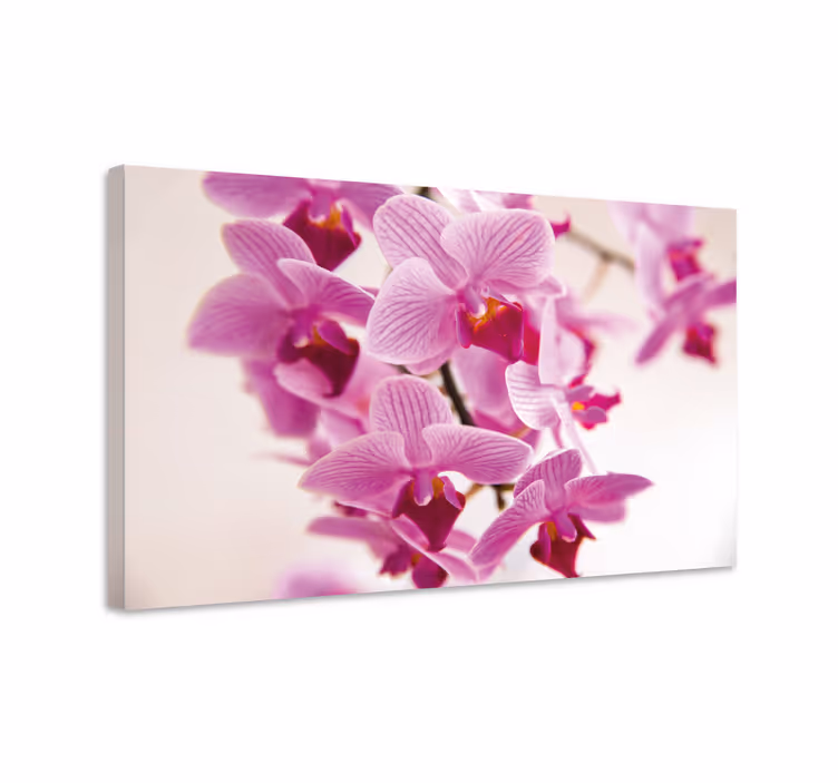 Obraz kwiaty i rośliny delikatne kwiaty orchidei - TenStickers