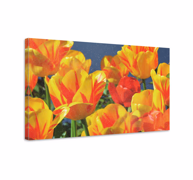 Obraz kwiaty i rośliny kwiaty tulipanów w wiosennych barwach - TenStickers