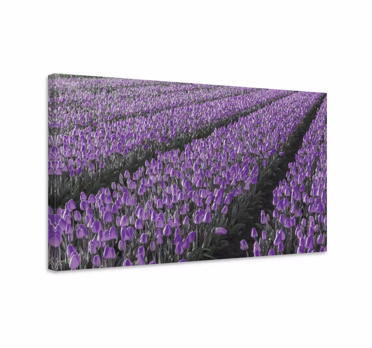 Obraz kwiaty i rośliny pole fioletowych tulipanów - TenStickers