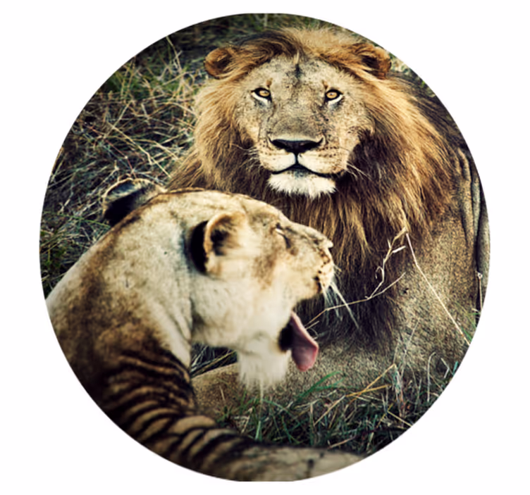 Dywan winylowy zwierzęta majestatyczna para lwów - TenStickers