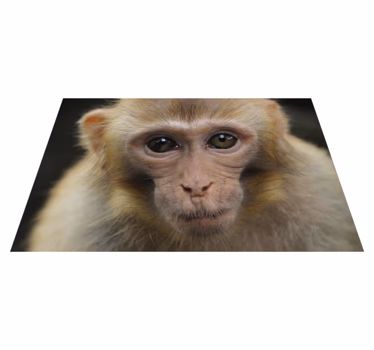 Dywan winylowy zwierzęta twarz małej małpki - TenStickers
