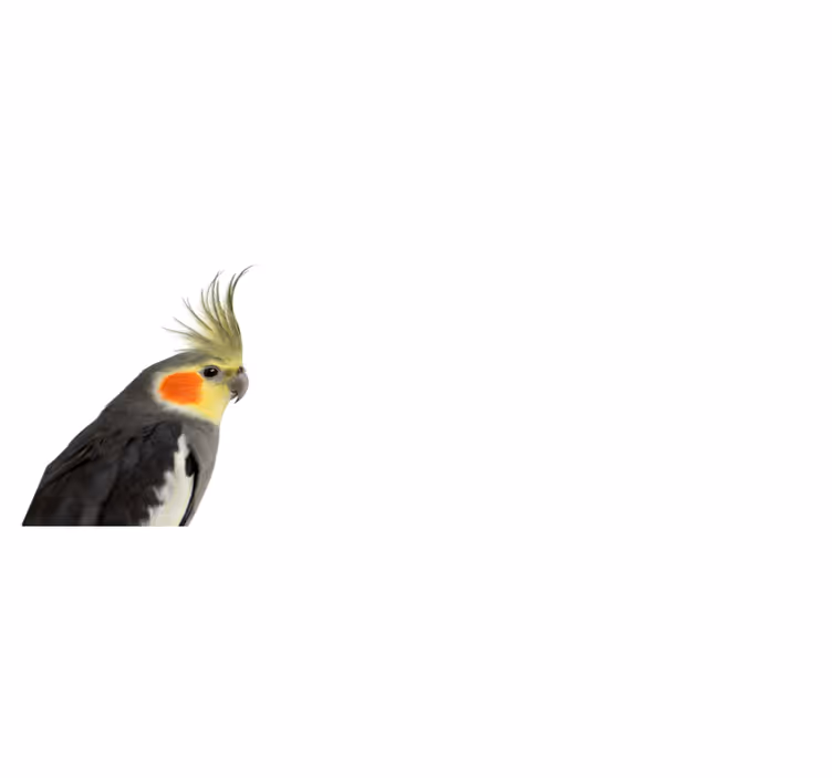 Dywan dla papugi kakadu - TenStickers