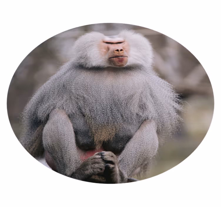 Dywan winylowy zwierzęta pawiany siedzące spokojnie - TenStickers