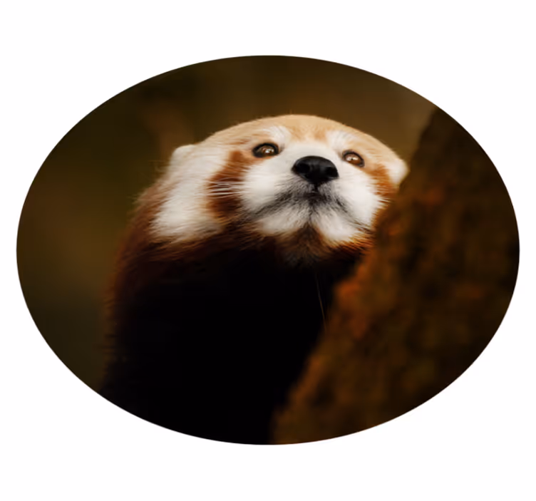 Dywan winylowy do gabinetu Słodka panda czerwona zwierzę - TenStickers