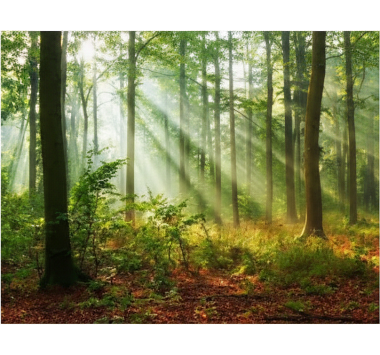 Roleta z drzewami naturalne światło w lesie - TenStickers