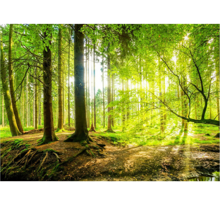 Roleta z drzewami w bujnym górskim dolinie - TenStickers