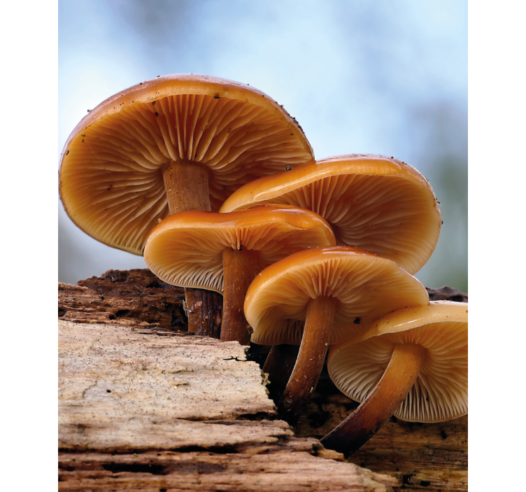 Roleta z kwiatami i roślinami wzrost grzybów - TenStickers