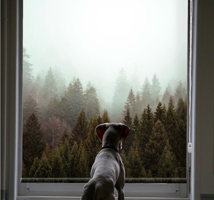 Roleta z drzewami mglisty widok lasu - TenStickers