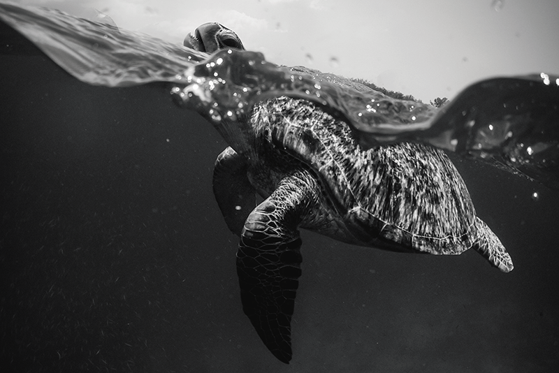 Podkładka na stół z wzorami scena żółwia pod wodą - TenStickers