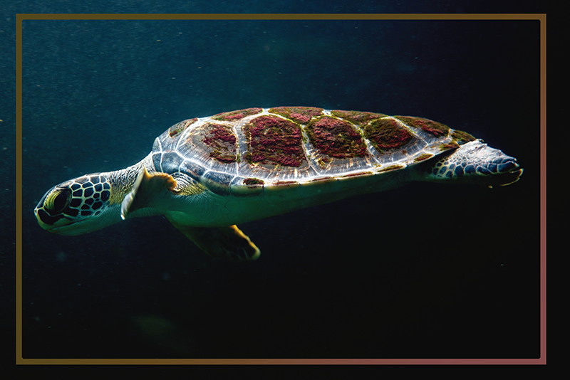 Czarne podkładki na stół pływający żółw - TenStickers