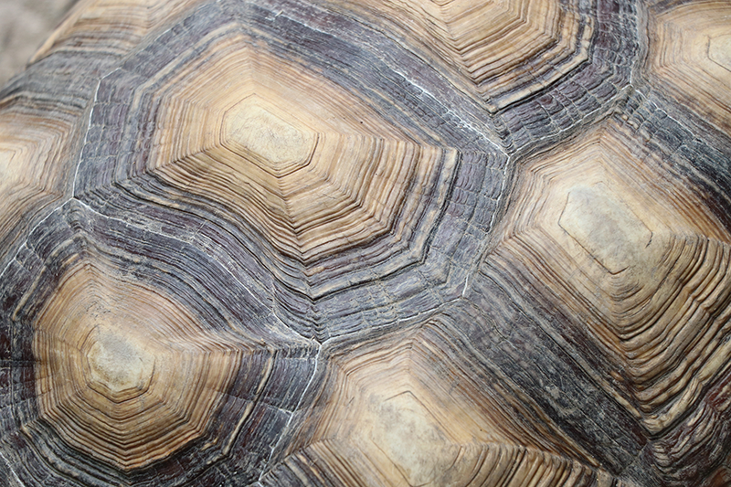 Podkładki na stół skorupa żółwia - TenStickers