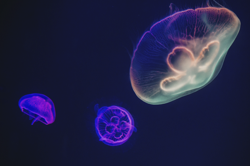 Podkładki na stół z rybami kolorowe meduzy - TenStickers