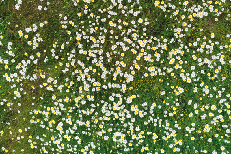 Podkładka na stół z wzorami kwiatowy wzór Świeżych kwiatów - TenStickers